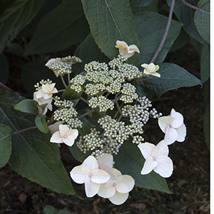 Plum Passion® Hydrangea