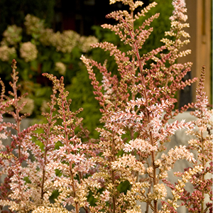 Color Flash® Astilbe