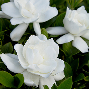 August Beauty Gardenia (Grafted)