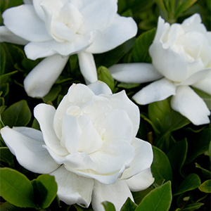 Monrovia White Frostproof Gardenia Flowering Shrub In Pot (With