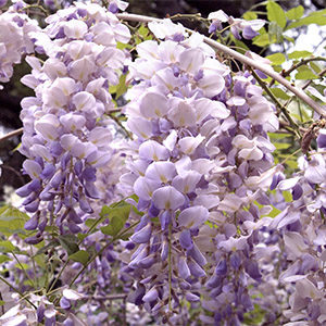 Aunt Dee Kentucky Wisteria