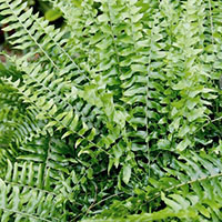 Australian Sword Fern