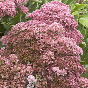 Autumn Joy Stonecrop