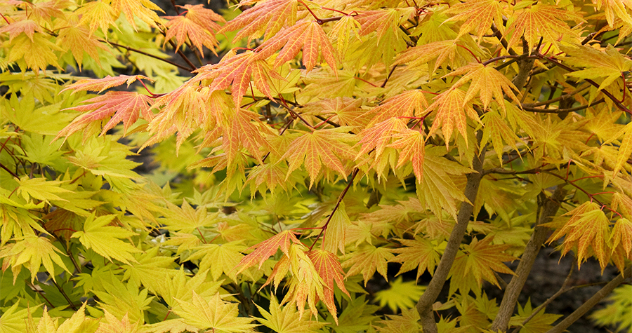 Autumn Moon Fullmoon Maple