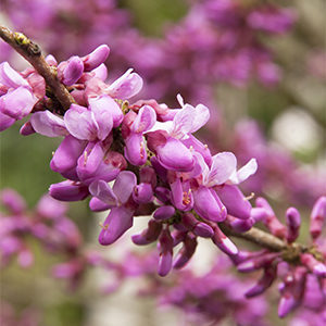 Avondale Redbud