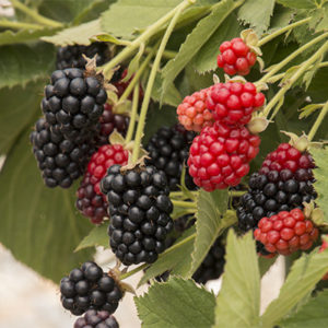 babycakesblackberry400x400-300x300