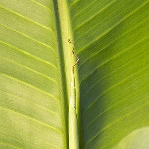 Hardy Fiber Banana