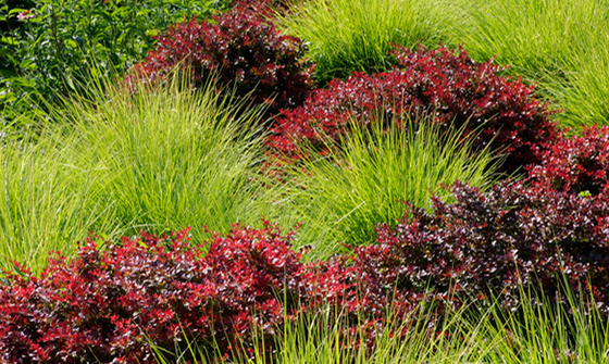 Crimson Ruby® Japanese Barberry with Grass