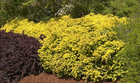 Image of Golden barberry in a winter landscape