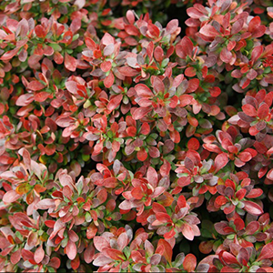 Red Leaf Japanese Barberry