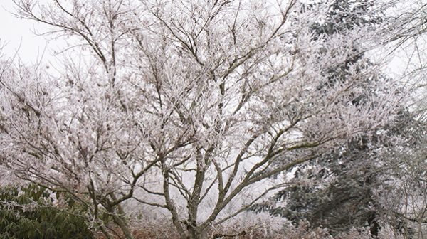 A tree in the midst of winter