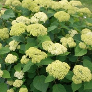 Seaside Serenade® Bar Harbor Hydrangea