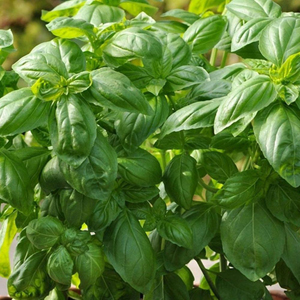 Sweet Basil