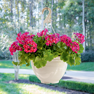 Pelargoniums