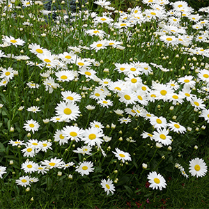 Becky Shasta Daisy