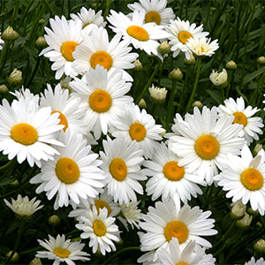 Becky Shasta Daisy