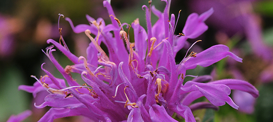 Balmy™ Lilac Bee Balm