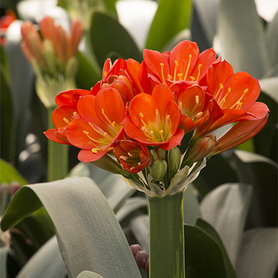 Belgian Hybrid Orange Bush Lily