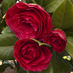 Nuccio's Bella Rossa Camellia