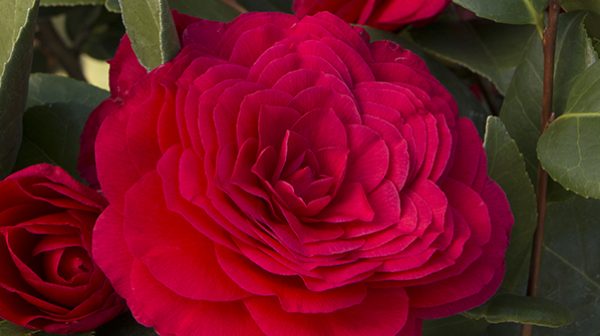 Nuccio’s Bella Rossa Camellia