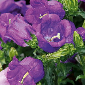 Champion Blue Bellflower