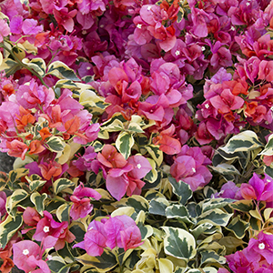 Bengal Orange Bougainvillea