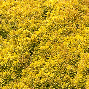 Golden Nugget™ Dwarf Japanese Barberry