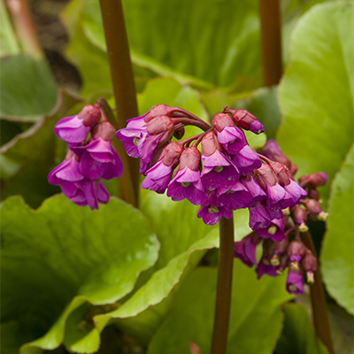 Winterglow Bergenia