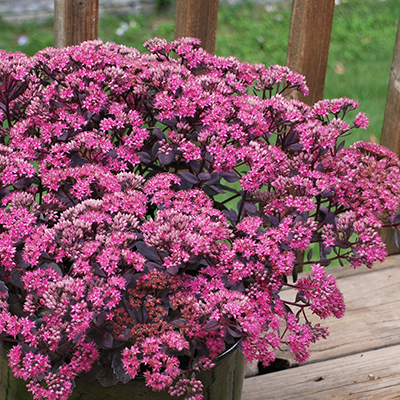 Sunsparkler® Dazzleberry Sedum