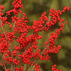 Berry Nice® Winterberry Holly