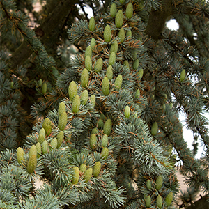 Blue Atlas Cedar