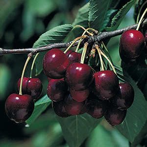 bingcherry