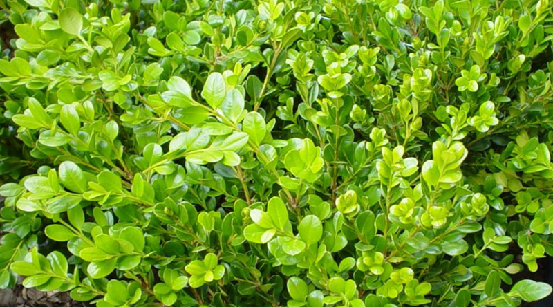 Winter Gem Boxwood