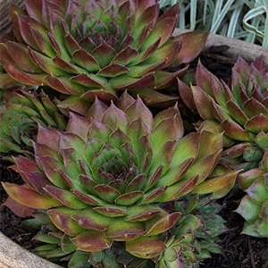 Black Hens and Chicks
