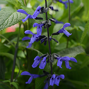 Black & Bloom Salvia