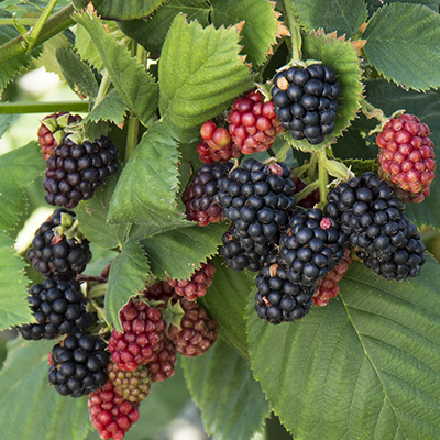How to Grow Berries in Containers | Be Inspired