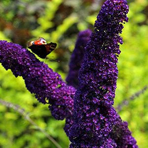 Black Knight Butterfly Bush