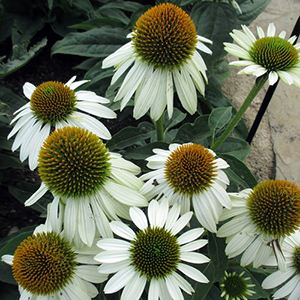 Sombrero® Blanco Coneflower