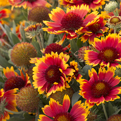 Arizona Sun Blanket Flower