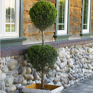 Let's Talk Topiary: Design Inspiration for these Clipped Plants