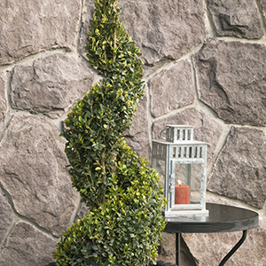 Green Tower® Boxwood