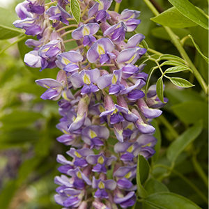 Aunt Dee' Wisteria –