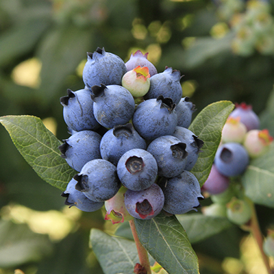 Blue berries