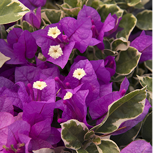 Blueberry Ice Bougainvillea