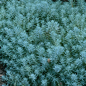 Blue Spruce Stonecrop