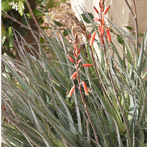 Blue Elf Aloe