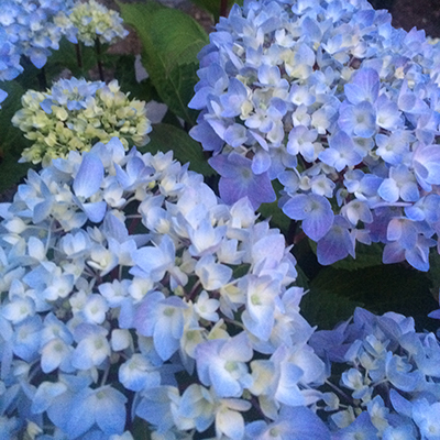 Blue Enchantress® Hydrangea