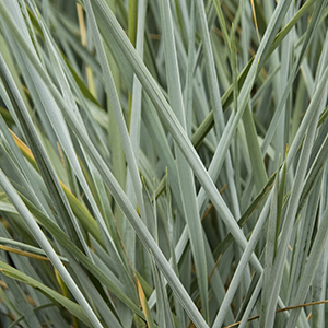 Blue Dune Lyme Grass