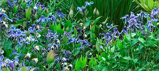 blueribbonsclematis560x250