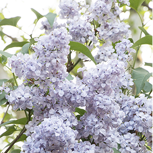 Blue Skies® Lilac, Syringa vulgaris 'Monore', Monrovia Plant